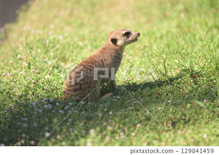 Meerkat basking in the sun on its back 129841459