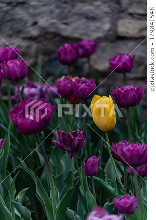 Brightly coloured tulip flowers in the spring garden 129841548