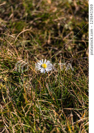 Wild daisy flower in the meadow Wild daisy flower in the meadow 129841569