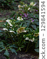 Beautiful winter rose plant flowers in the park 129841594