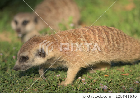 一隻貓鼬悄悄地走著 129841630