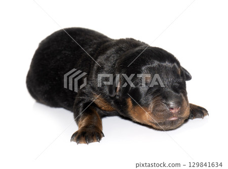newborn puppy rottweiler 129841634