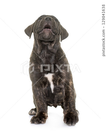 puppy bull mastiff puppy bull mastiff 129841638