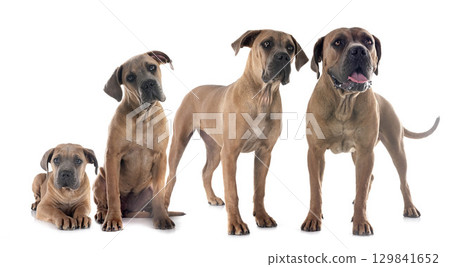 young cane corso 129841652