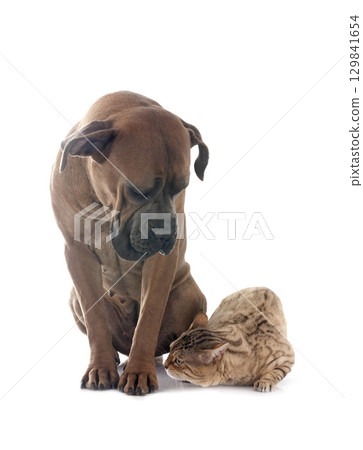 bengal cat and cane corso in studio bengal cat and cane corso in studio 129841654