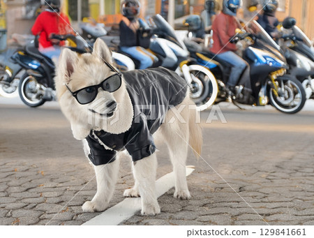 Pomsky in studio 129841661