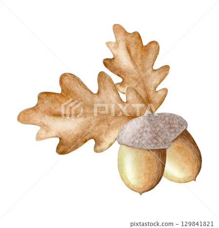 Watercolor acorns and oak leaves autumn illustration hand drawn isolated on white background. Suitable for print, design. 129841821