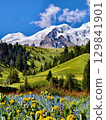 mountain landscape with field of rape mountain landscape with field of rape 129841901