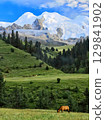 cows grazing on a meadow in mountains cows grazing on a meadow in mountains 129841902