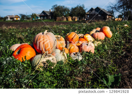 Harvested pumpkins lying in a field with houses in the background 129841928
