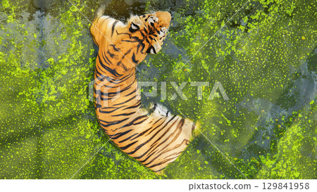 Powerful tiger swimming through green algae filled water, relaxing under summer sunlight in zoological habitat 129841958