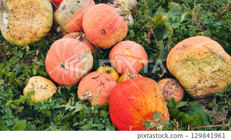 Ripe and unripe pumpkins scattered across ground, displaying diverse orange, yellow, green color variations 129841961
