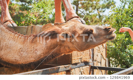 Camel eating grass from hand in zoo 129841969