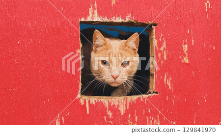 Curious ginger cat peeking through hole in red wooden fence Curious ginger cat peeking through hole in red wooden fence 129841970