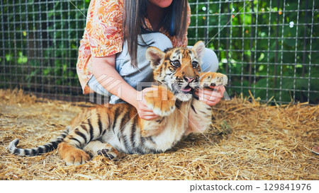 Zookeeper playing with a cute tiger cub 129841976