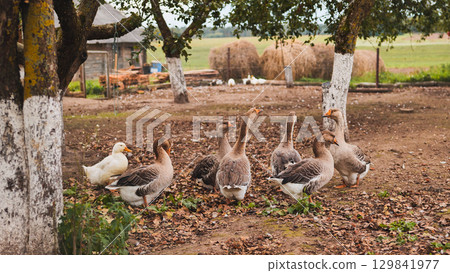 Geese and ducks walking in farmyard on a sunny autumn day 129841977