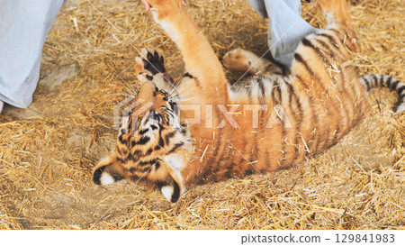 Playful tiger cub interacting with zookeeper in enclosure Playful tiger cub interacting with zookeeper in enclosure 129841983