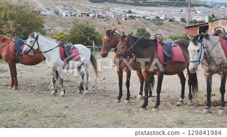 Saddled horses waiting for riders in Crimea near Belogorsk Saddled horses waiting for riders in Crimea near Belogorsk 129841984