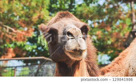 Bactrian camel posing in a zoo during a sunny summer day Bactrian camel posing in a zoo during a sunny summer day 129841986