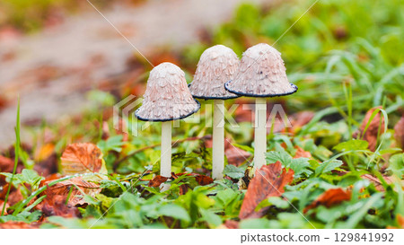 Shaggy ink cap mushrooms growing amid verdant grass, scattered autumn leaves painting woodland ground with seasonal warmth 129841992