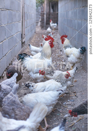 Group of chickens and roosters in narrow alley between brick walls Group of chickens and roosters in narrow alley between brick walls 129842273
