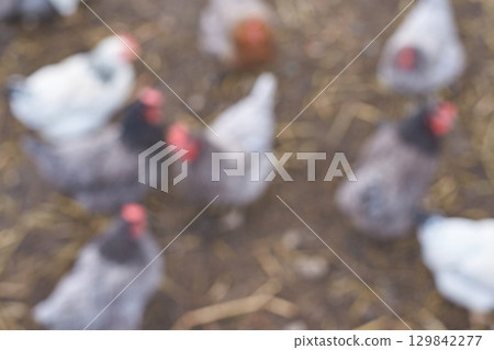Blurred image of chickens on farm with mixed feather colors in outdoor setting 129842277