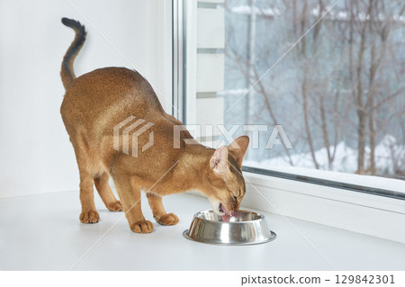 Abyssinian cat enjoying meal from stainless steel bowl on windowsill in bright 129842301