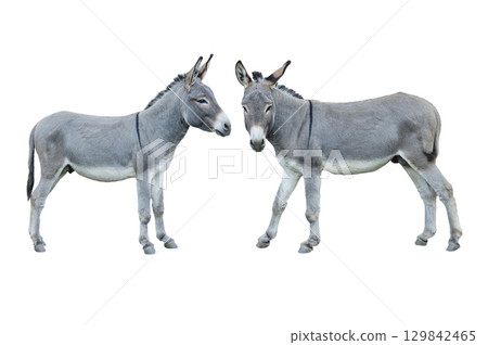 donkey house isolated on white background donkey house isolated on white background 129842465