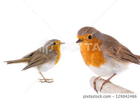European robin (Erithacus rubecula) on a branch European robin (Erithacus rubecula) on a branch 129842466