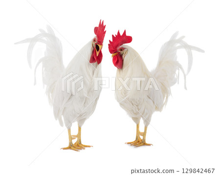 beautiful white rooster isolated beautiful white rooster isolated 129842467
