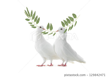 white doves with olive branch isolated on white white doves with olive branch isolated on white 129842471
