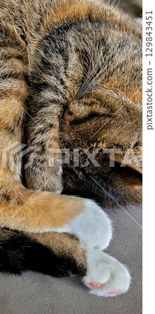 A cozy cat is happily snuggled up, getting ready to enjoy a peaceful and restful nap A cozy cat is happily snuggled up, getting ready to enjoy a peaceful and restful nap 129843451