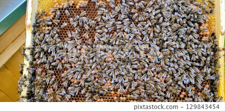 A CloseUp View of Busy Bees Operating on Honeycomb Inside their Beehive Environment 129843454