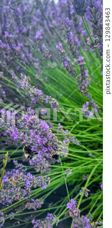 Lavender Fields with Busy Bee Pollination A Beautiful Natural Scene Filled with Life and Color Lavender Fields with Busy Bee Pollination A Beautiful Natural Scene Filled with Life and Color 129843463