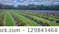 Breathtaking Lavender Fields Stretch Beneath Vast Cloudy Skies, Enveloped in Natures Embrace 129843468