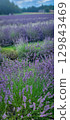 Amidst the Beautiful Lavender Fields, Serenity Prevails as They Flourish Under the Soft, Blue Sky 129843469