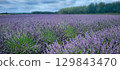 A vibrant lavender field stretches under a dramatic sky, inviting peace and tranquility 129843470