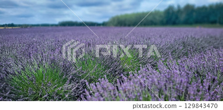 A vibrant lavender field stretches under a dramatic sky, inviting peace and tranquility 129843470