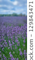 A Vibrant Lavender Field Sprawling Gracefully Beneath a Bright, Radiant Blue Sky Above 129843471