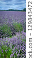 A Vibrant Lavender Field Blooms Beautifully Under Clear Blue Skies on a Summer Day 129843472