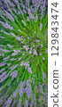 A Vibrant and Colorful Field of Lavender in Full Bloom, Rich with Beauty and Serenity 129843474