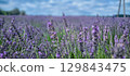 A stunning and picturesque Lavender Field stretches out beautifully under a clear blue sky 129843475