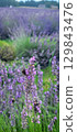 A Gorgeous Lavender Field Filled with a Buzzing Bee, Showcasing Natures Blooming Serenity 129843476