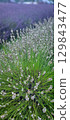 A closeup view of a beautiful lavender field showcasing vibrant green grass and blooming flowers 129843477