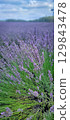 A Breathtaking Lavender Field Under A Stunningly Cloudy Sky That Invites Peaceful Reflection 129843478