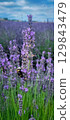 A beautiful lavender field filled with bees actively pollinating vibrant flowers all around 129843479
