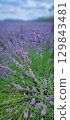 A Beautiful and Vibrant Lavender Field in Full Bloom Under the Warm Sunshine of the Day 129843481