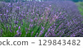 A Beautiful and Stunning Lavender Field in Full Bloom Featuring Gorgeous Purple Flowers All Around 129843482