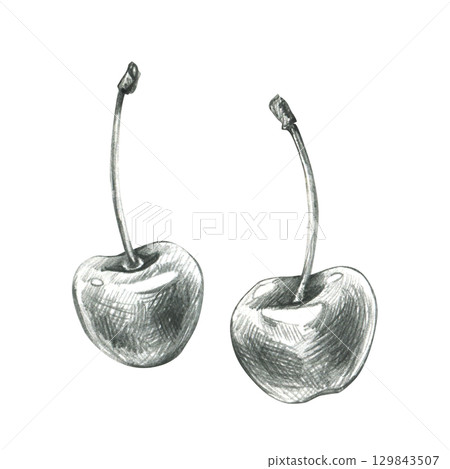 Two cherries with stems in detailed realistic drawing, hand drawn line art illustration in grey graphite pencil, perfect clip art for culinary design, packaging, and kitchen themed artwork. Two cherries with stems in detailed realistic drawing, hand drawn line art illustration in grey graphite pencil, perfect clip art for culinary design, packaging, and kitchen themed artwork. 129843507