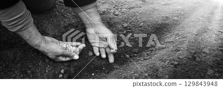 Old human worker sowing a pea Old human worker sowing a pea 129843948